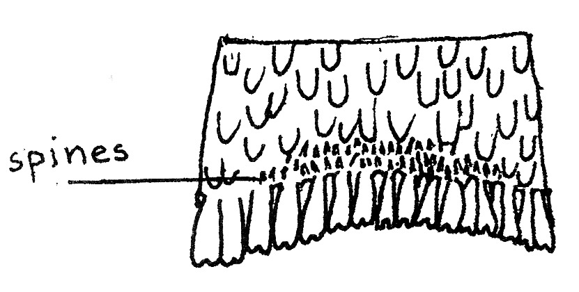 Abdominal tergite provided with thorny setae of Hypatopa binotella (Blastobasidae).